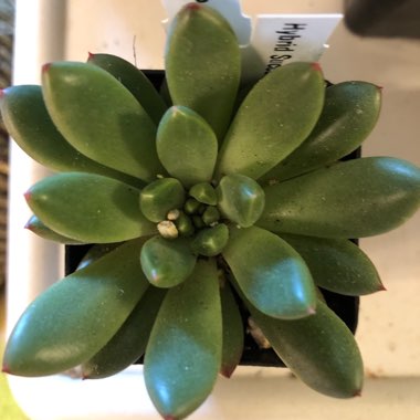 Pachyveria 'Jewel Tones'