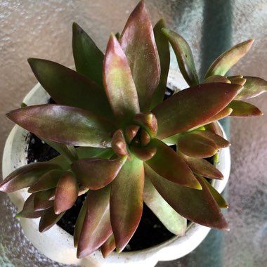 Firestorm Sedum