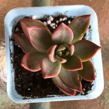 Phyllis's garden