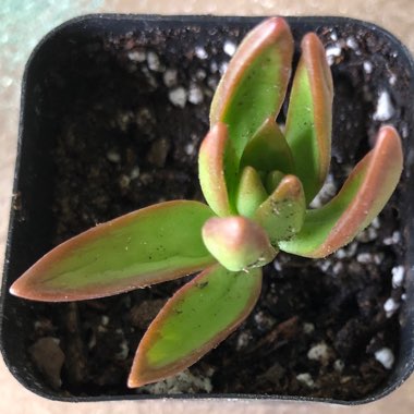 Sedum 'Adolphi'