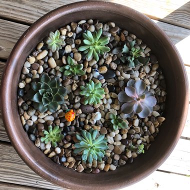 Phyllis's garden