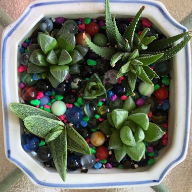 Phyllis's garden