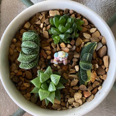 Phyllis's garden
