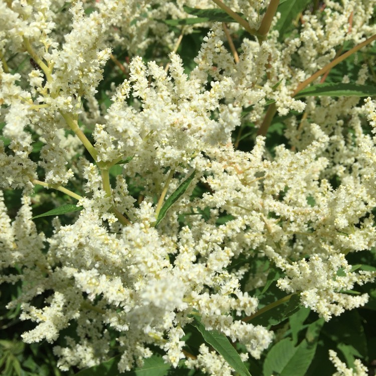 plant image 819316