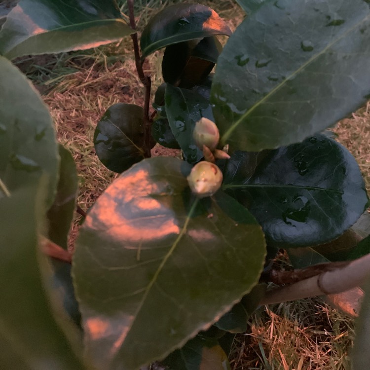 plant image 1188477