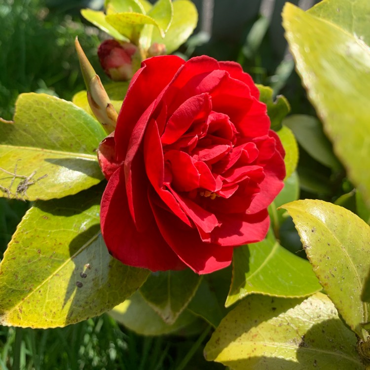 plant image 1469541