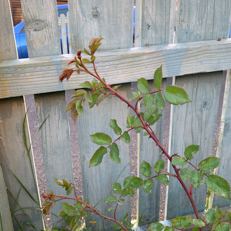 plant image 1502557