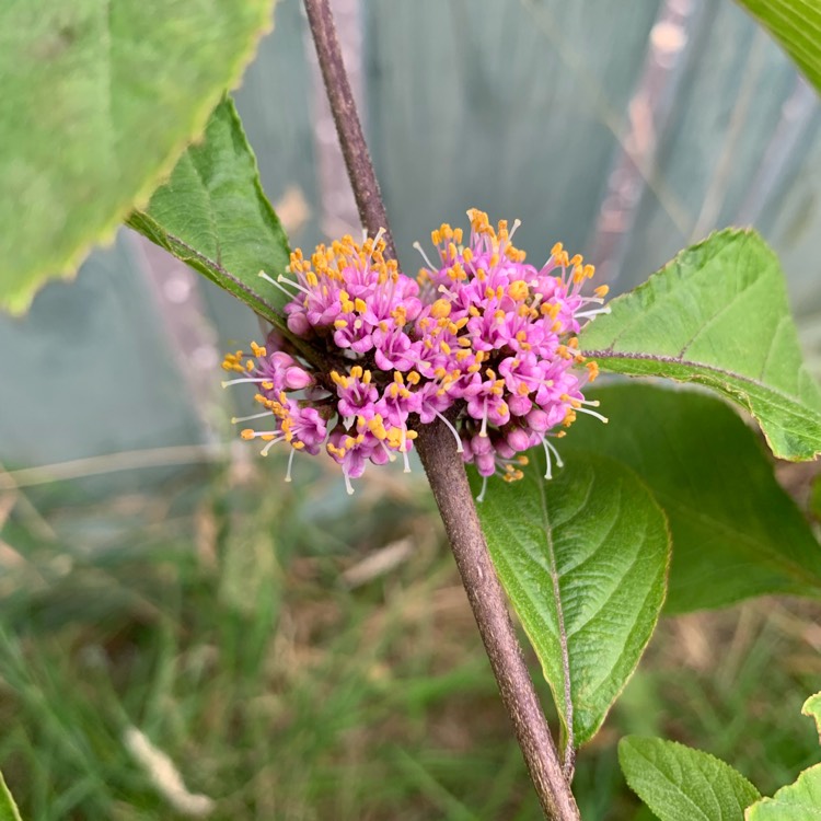 Plant image Callicarpa dichotoma