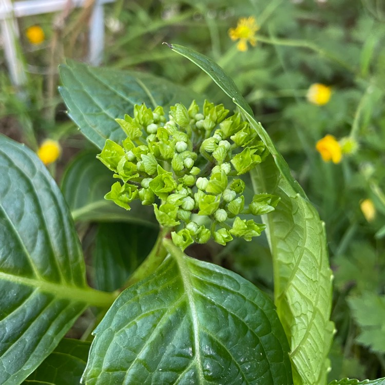 plant image 1596798