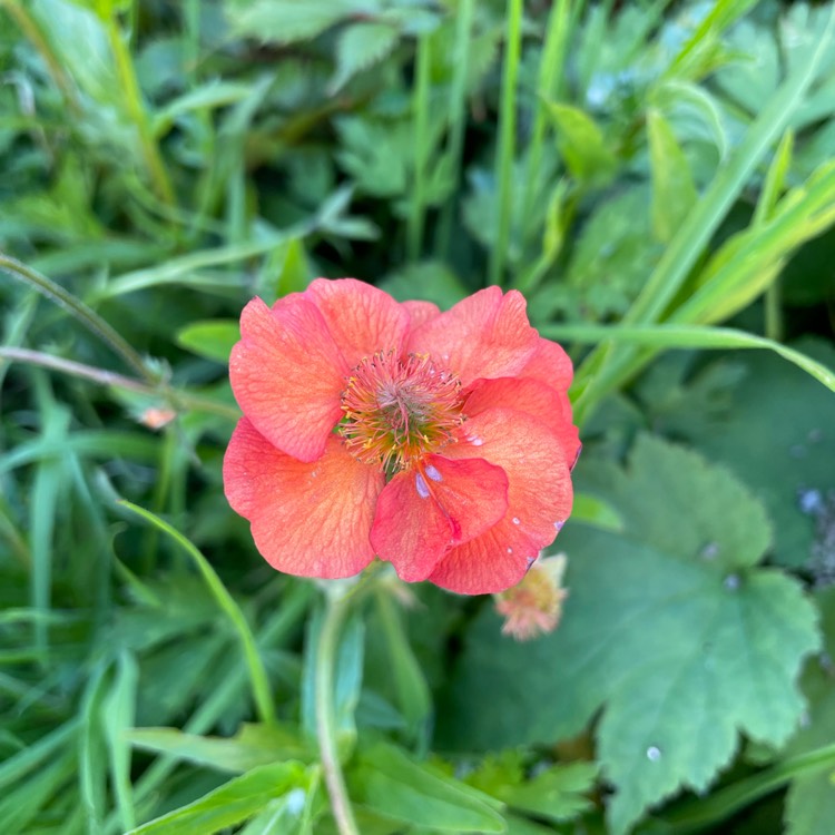 plant image 1596801