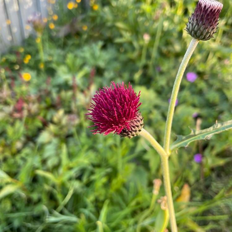 plant image 1596803