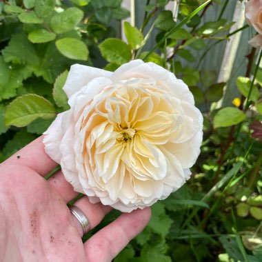 Rose 'Nye Bevan' (Shrub)