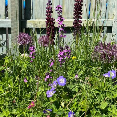 Patrick's garden