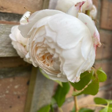 Rose 'Claire Austin' (Shrub)