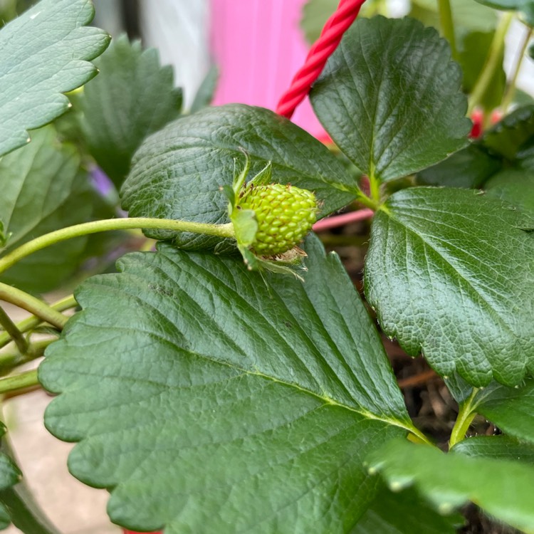 plant image 1607840