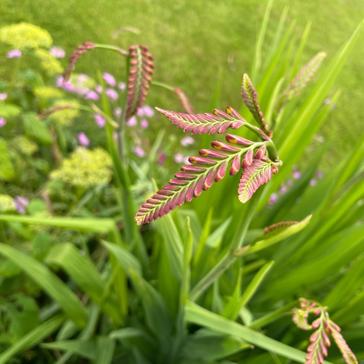 plant image 1608938 plant image 1608938