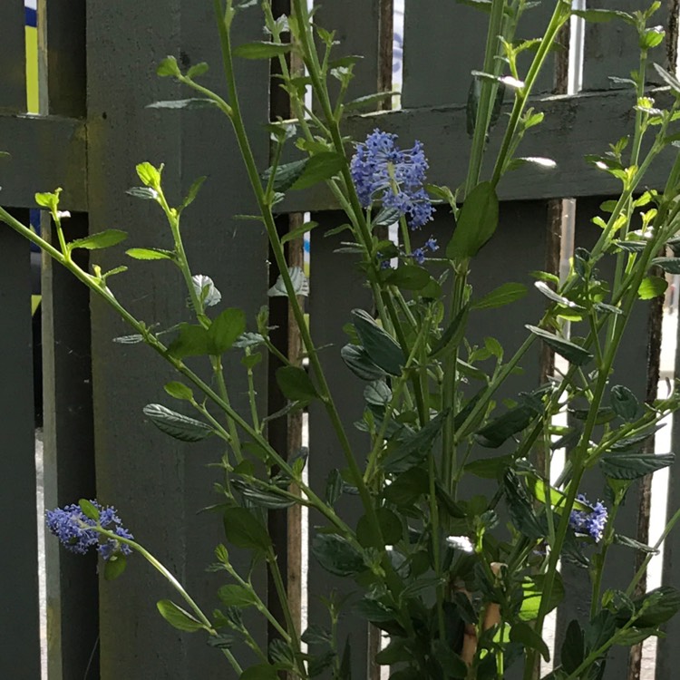 plant image 473253