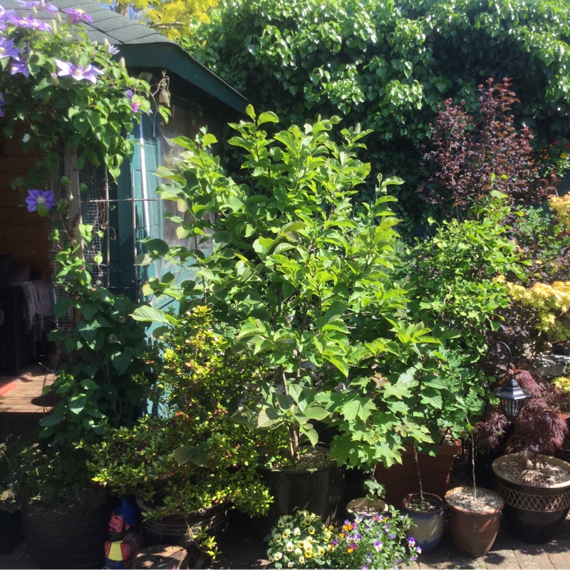 David's garden