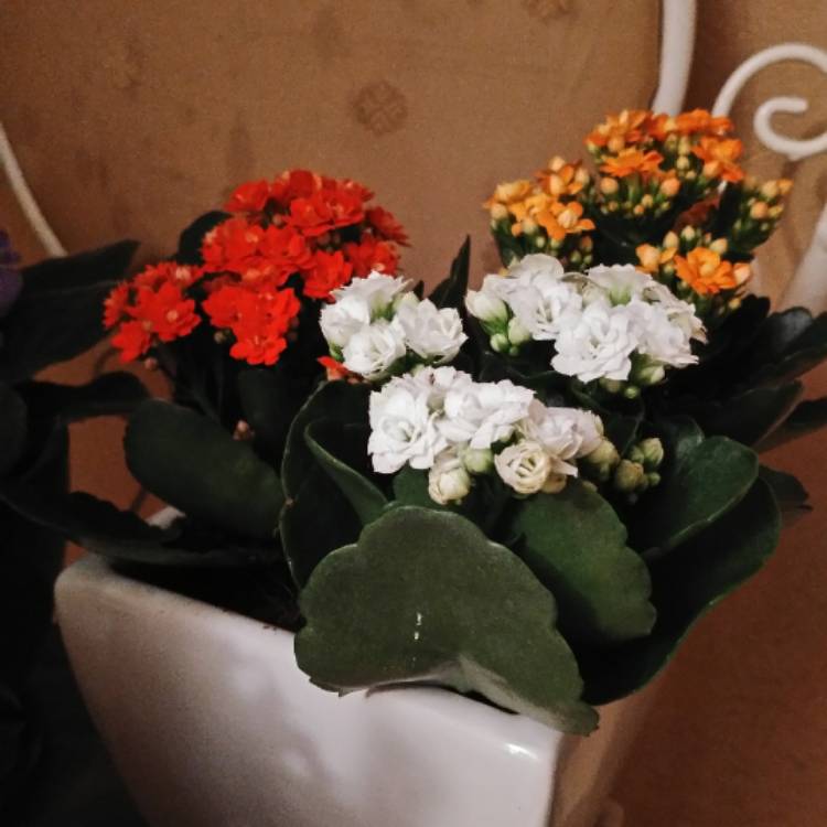 Plant image Kalanchoe blossfeldiana 'Calandiva White'