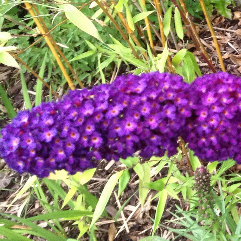 Plant image Buddleja davidii 'Royal Red'