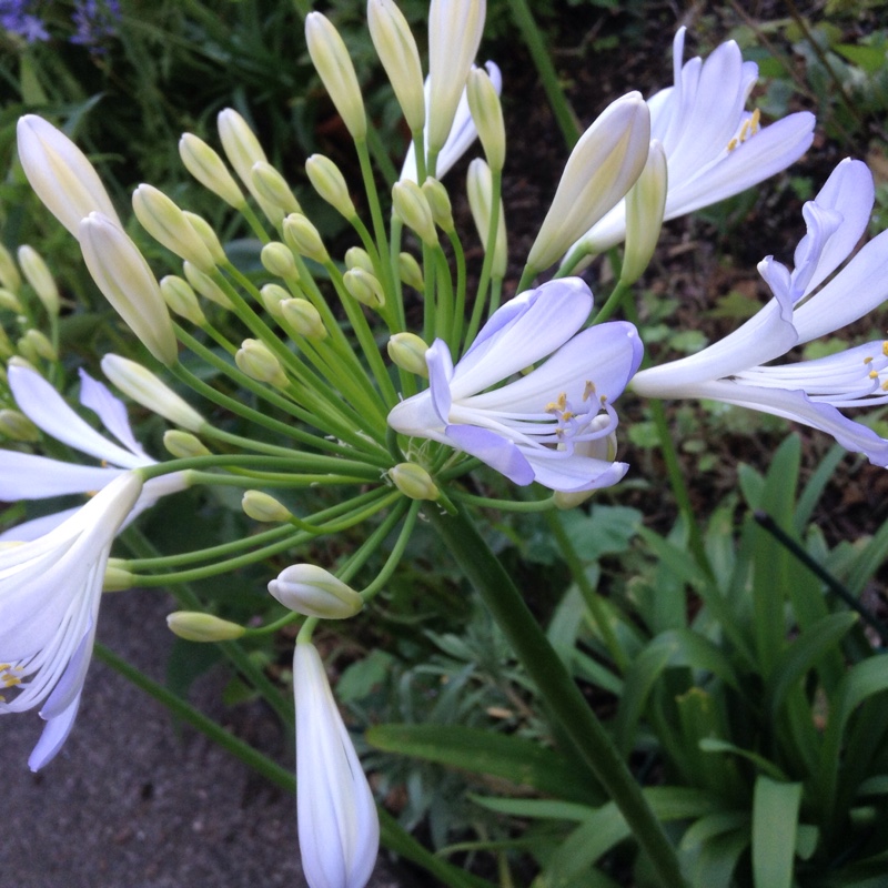 African Lily 'Phantom'