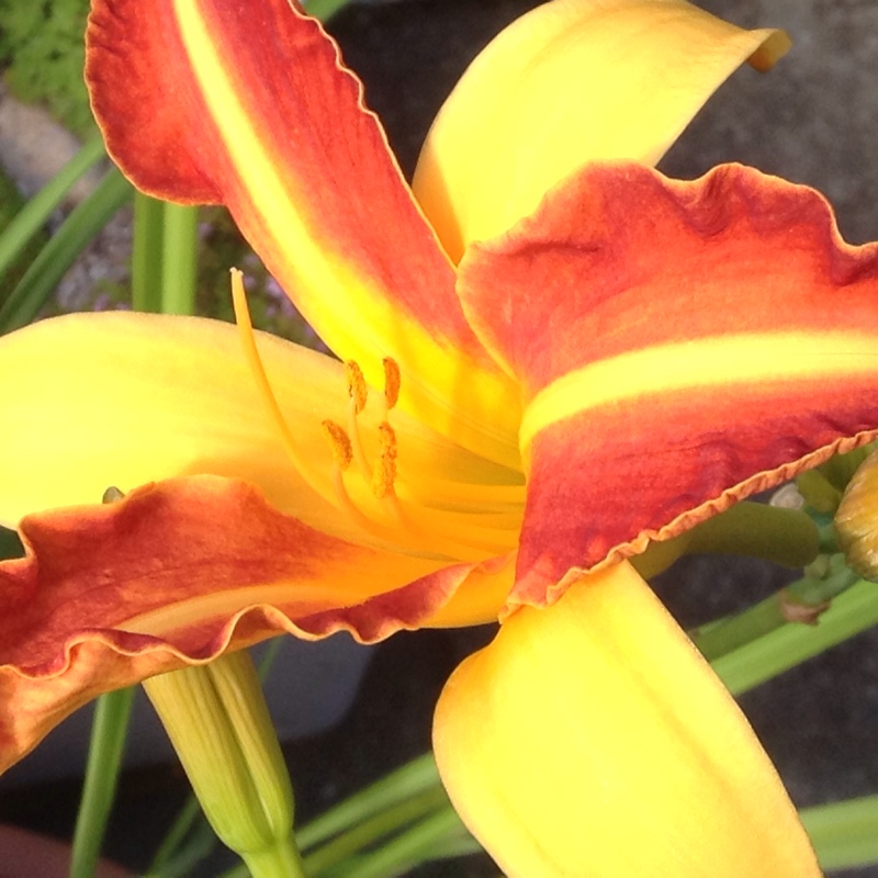 Daylily 'Frans Hals'