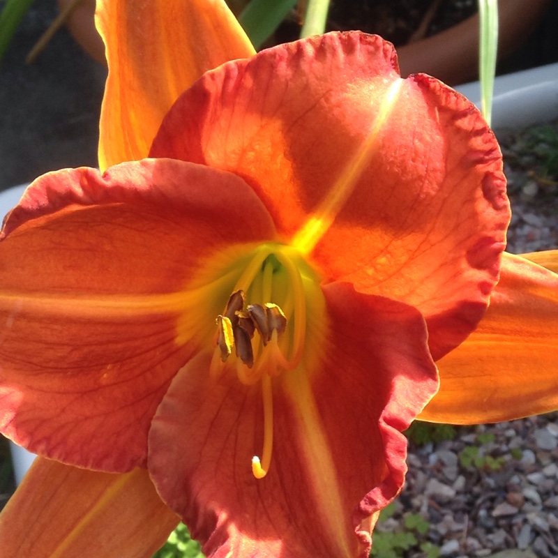 Daylily 'Staghorn'