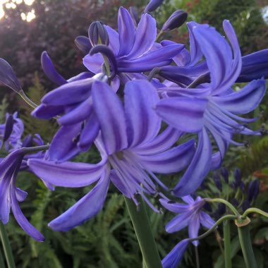African Lily 'Northern Star'