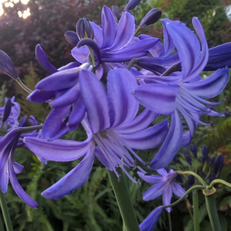 plant image 202526