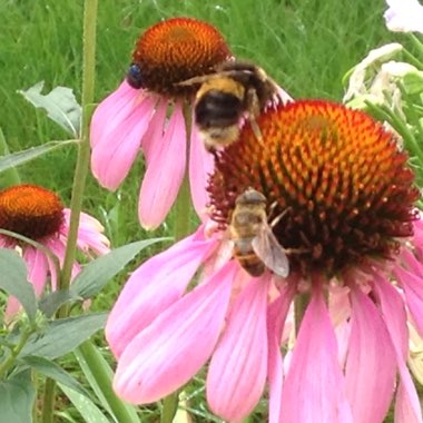 Coneflower (Echinacea)