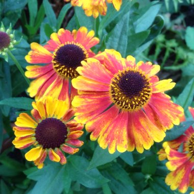Sneezeweed 'Sahin's Early Flowerer'