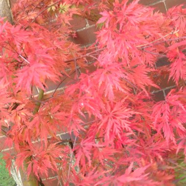 Japanese Maple