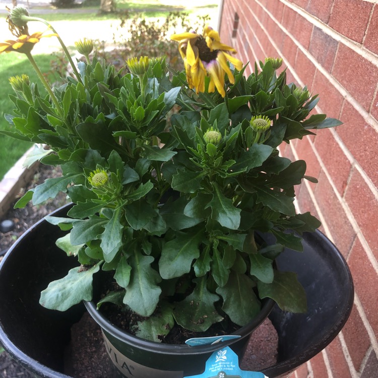 Plant image Osteospermum ecklonis 'Blue Eyed Beauty'