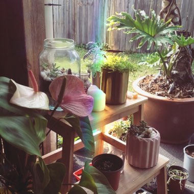 Paigey's garden