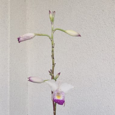 Bamboo Orchid