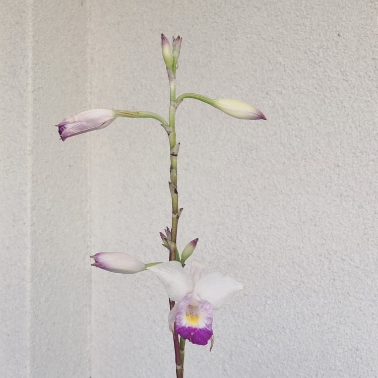 plant image 751387