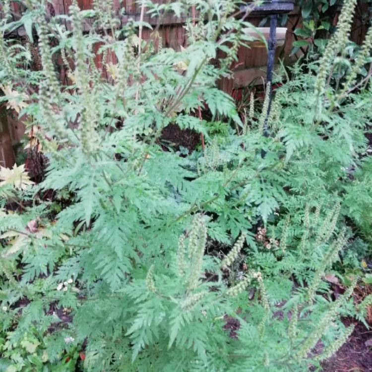 Plant image Ambrosia artemisiifolia