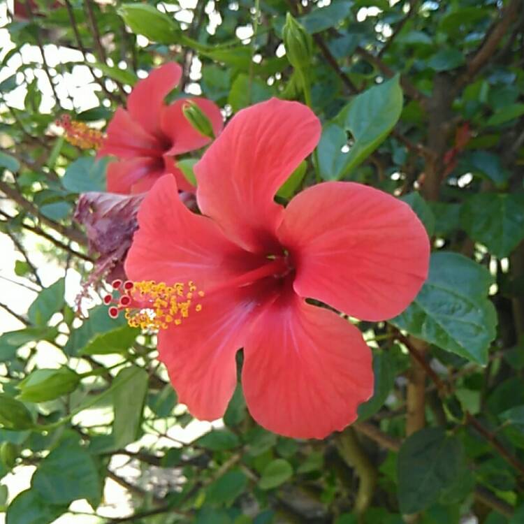Plant image Hibiscus moscheutos 'Lord Baltimore'