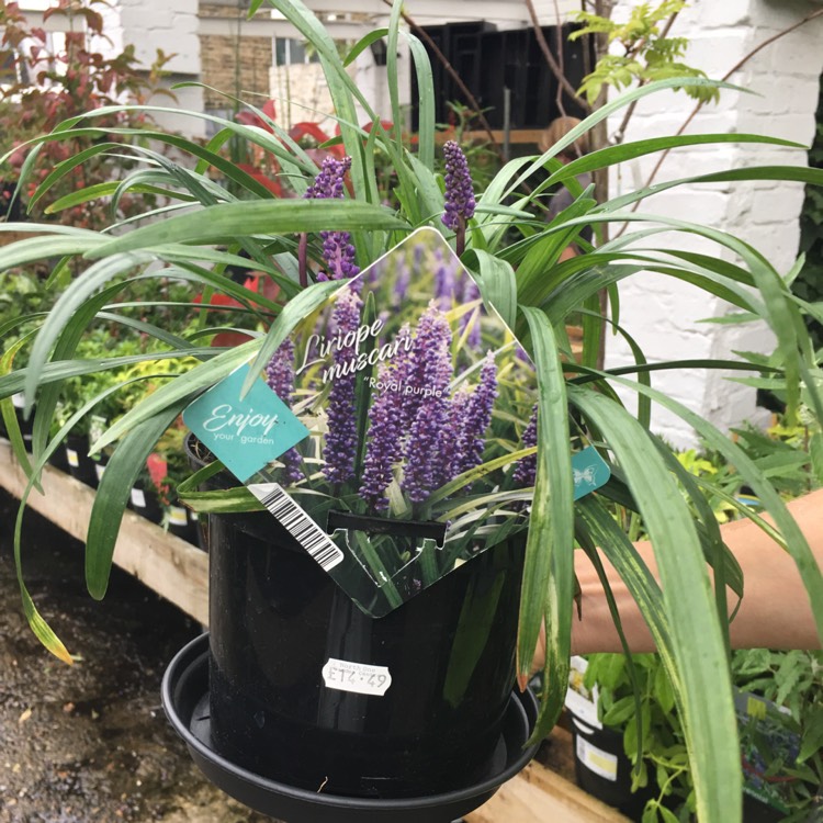 Plant image Liriope muscari 'Moneymaker'