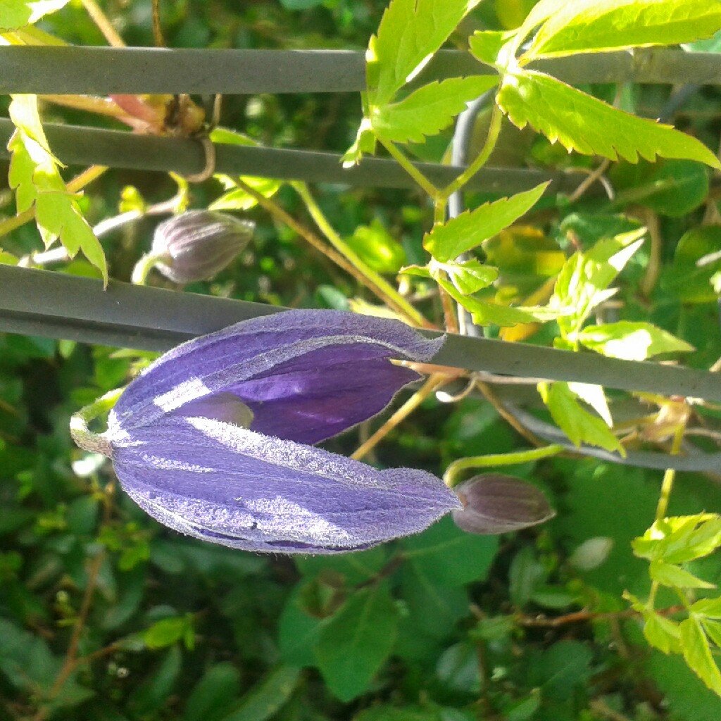 Sylvia's garden