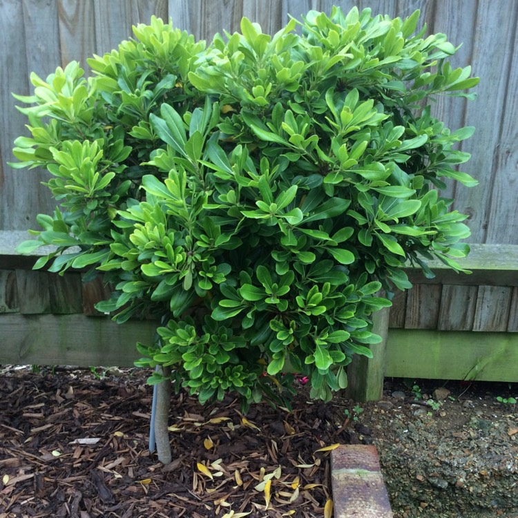 Plant image Pittosporum tobira 'Miss Muffet'