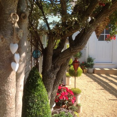 Palucha's garden