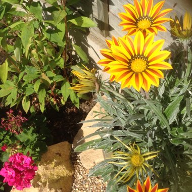 Palucha's garden