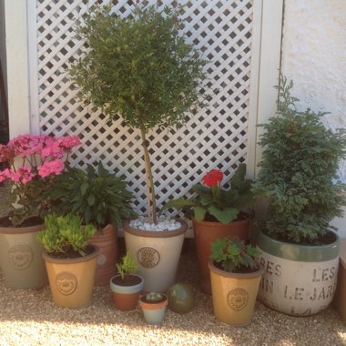 Palucha's garden