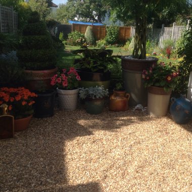 Palucha's garden