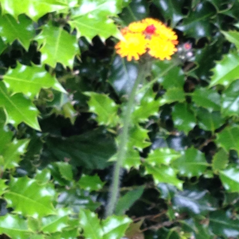 plant image 30269