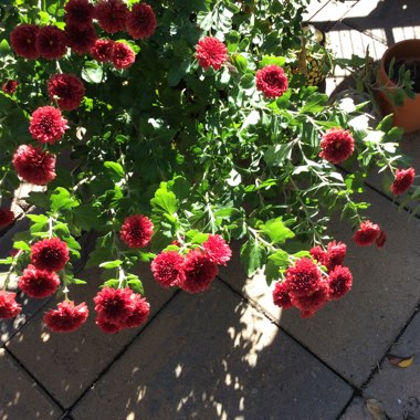 Chrysanthemum 'Autumn Bronze'