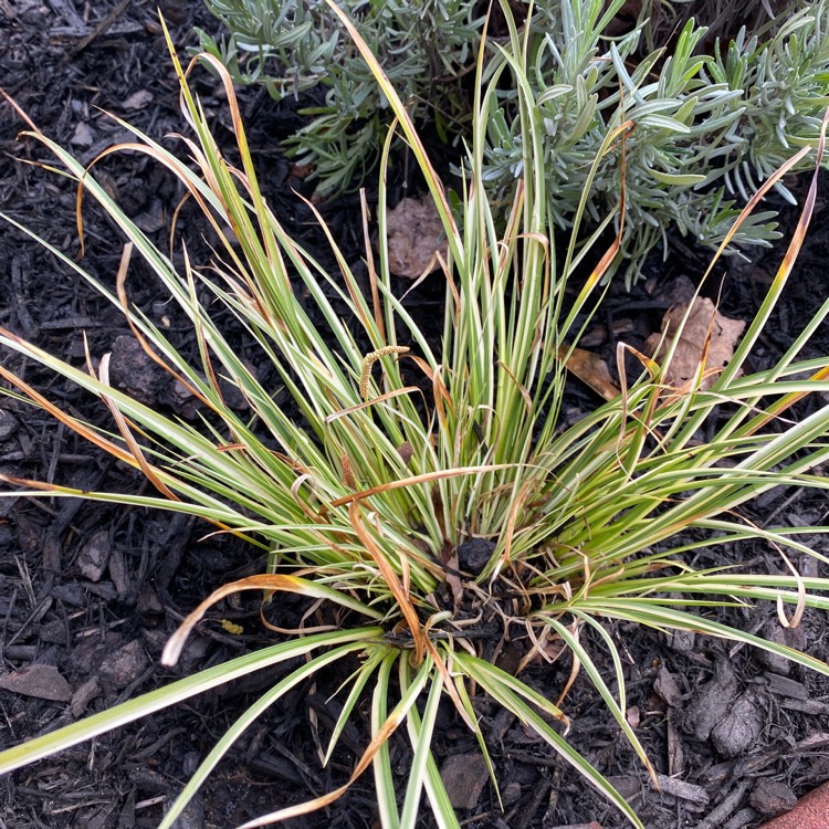 Plant image Carex oshimensis 'Everillo'