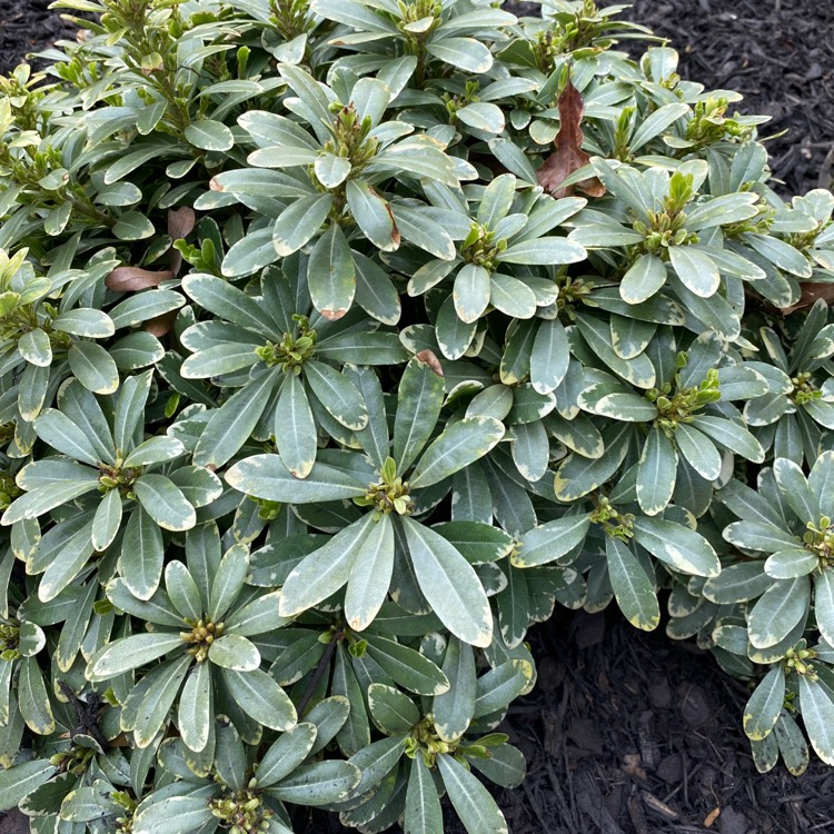 Plant image Pittosporum tobira 'Turner's Variegated Dwarf'