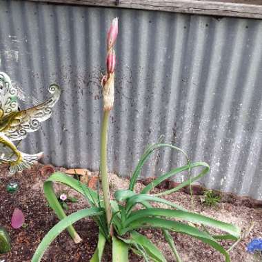 Crinum